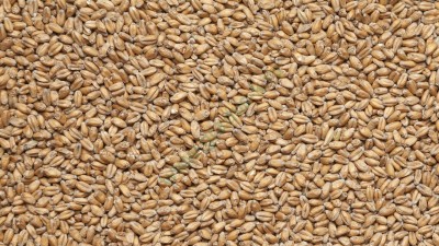 Солод пшеничный (Россия), 1 кг