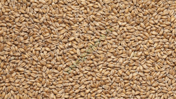Солод пшеничный (Россия), 1 кг